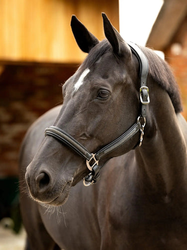 LeMieux Leather Crystal Headcollar Black| Online For Equine