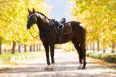 LeMieux Loire Classic Dressage Square Damson| Online For Equine