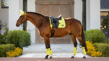 Buy LeMieux Loire Kiwi Dressage Square - Large| Online for Equine