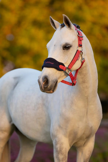 LeMieux Mini Vogue Headcollar & Leadrope Cranberry| Online For Equine