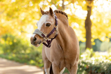 LeMieux Mini Vogue Headcollar & Leadrope Damson| Online For Equine