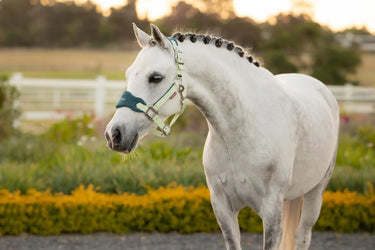 LeMieux Mini Vogue Headcollar & Leadrope Macaron| Online For Equine