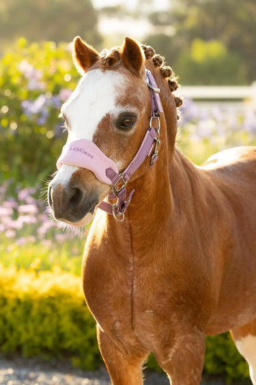 LeMieux Mini Vogue Headcollar & Leadrope Mallow| Online For Equine