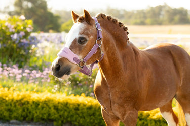 LeMieux Mini Vogue Headcollar & Leadrope Mallow| Online For Equine