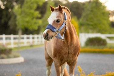 LeMieux Mini Vogue Headcollar & Leadrope Powder Blue| Online For Equine