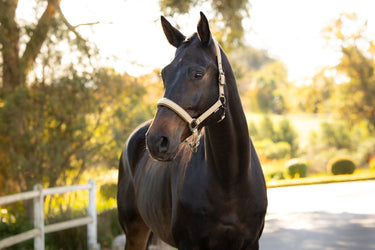 LeMieux Pear Essence Headcollar Pear| Online For Equine