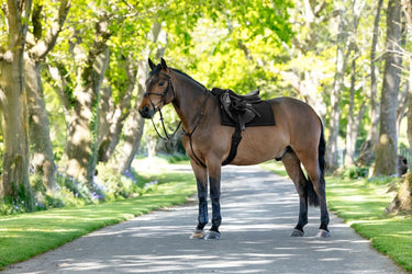 LeMieux Pillow Pad Black| Online For Equine
