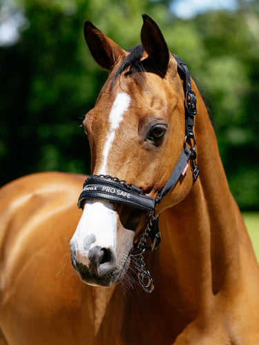 LeMieux ProSafe Headcollar Black| Online For Equine