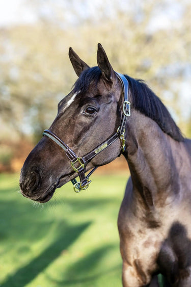 LeMieux Rope Control Headcollar Brown| Online For Equine