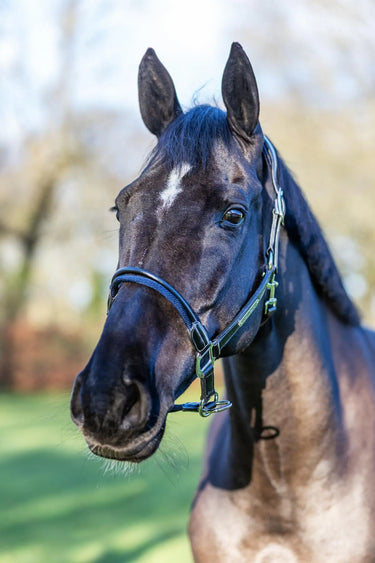 LeMieux Rope Control Headcollar Brown| Online For Equine