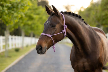 LeMieux Rope Halter Fondant| Online For Equine