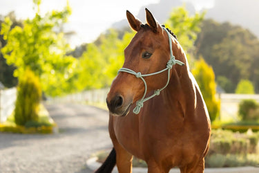 LeMieux Rope Halter Macaron| Online For Equine