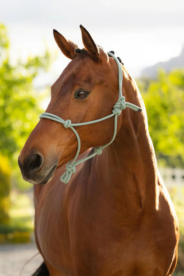 LeMieux Rope Halter Macaron| Online For Equine