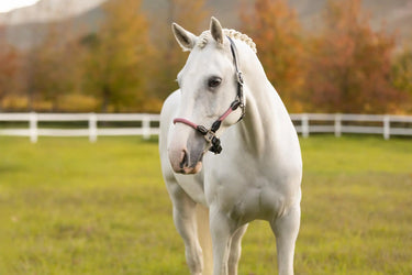 LeMieux Ropella Headcollar Cranberry
