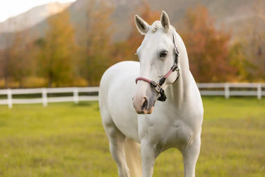 LeMieux Ropella Headcollar Cranberry