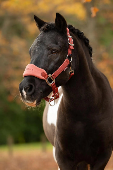 LeMieux Russet Vogue Headcollar & Leadrope| Online For Equine
