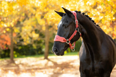 LeMieux Russet Vogue Headcollar & Leadrope| Online For Equine