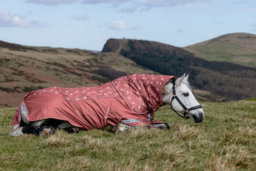 LeMieux Spiced Earth Arika Star Turnout Rug 0g Spiced Earth| Online For Equine