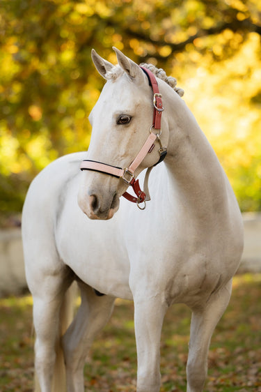 LeMieux Spiced Earth/Petal/Aloe Medley Headcollar Spiced Earth/Petal/Aloe| Online For Equine