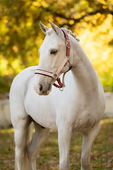 LeMieux Spiced Earth/Petal/Aloe Medley Headcollar Spiced Earth/Petal/Aloe| Online For Equine