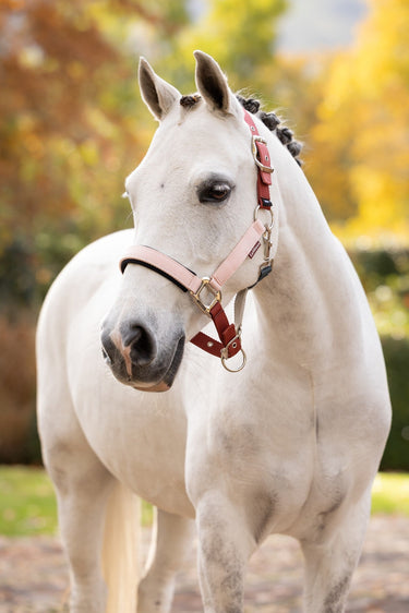 LeMieux Spiced Earth/Petal/Aloe Medley Headcollar Spiced Earth/Petal/Aloe| Online For Equine