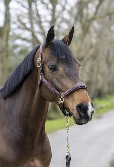 LeMieux Stitched Leather Headcollar Brown| Online For Equine