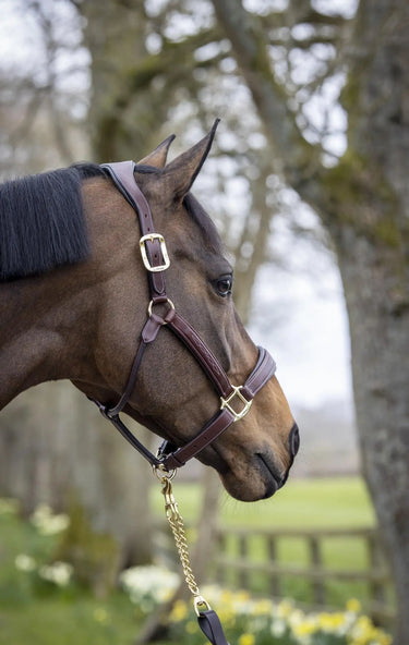 LeMieux Stitched Leather Headcollar Brown| Online For Equine