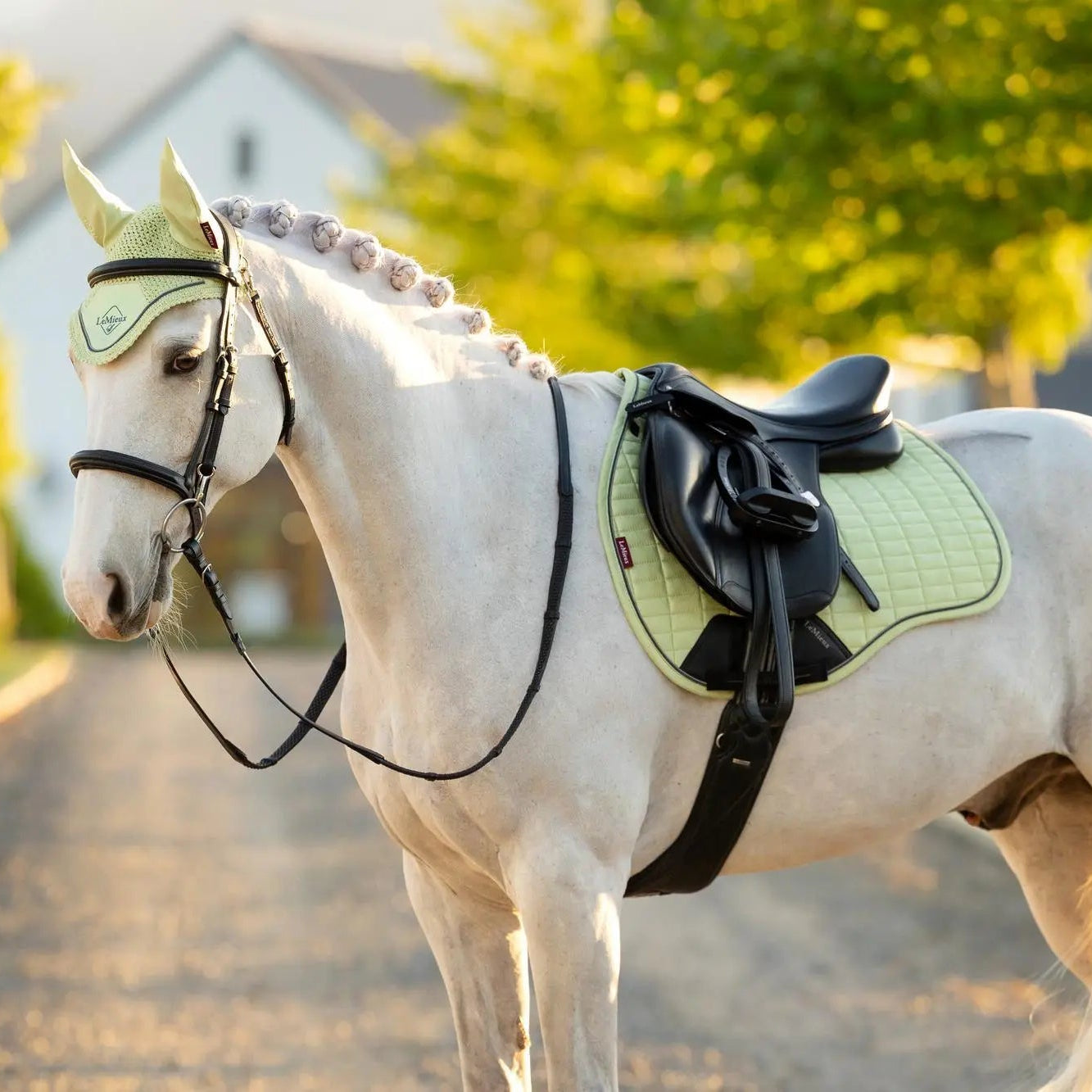 LeMieux Suede GP Square Macaron| Online For Equine