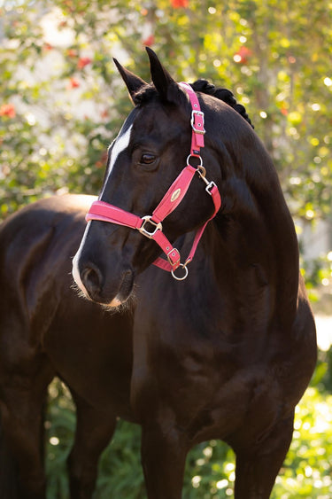 LeMieux Versailles Headcollar Cranberry| Online For Equine