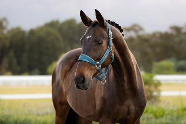 LeMieux Versailles Headcollar Jungle| Online For Equine