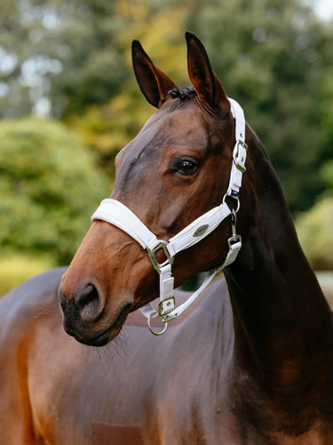 LeMieux Versailles Headcollar Lilac