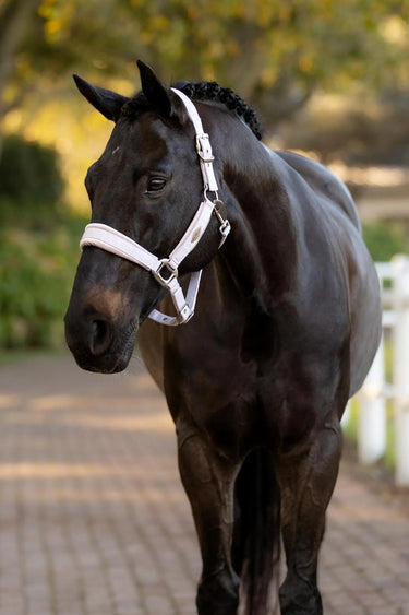 LeMieux Versailles Headcollar Lilac