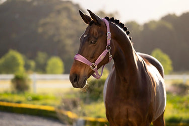 LeMieux Versailles Headcollar Mallow| Online For Equine