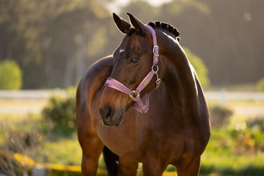 LeMieux Versailles Headcollar Mallow| Online For Equine