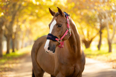 LeMieux Vogue Headcollar & Leadrope Cranberry| Online For Equine