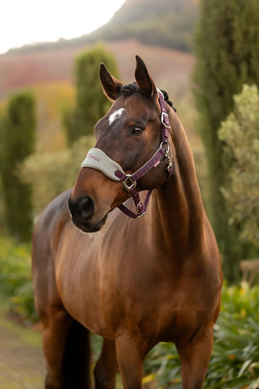 LeMieux Vogue Headcollar & Leadrope Damson| Online For Equine