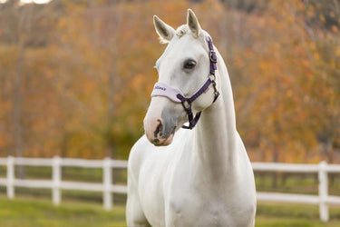 LeMieux Vogue Headcollar & Leadrope Juniper| Online For Equine