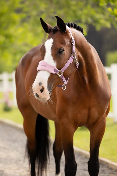 LeMieux Vogue Headcollar & Leadrope Mallow| Online For Equine