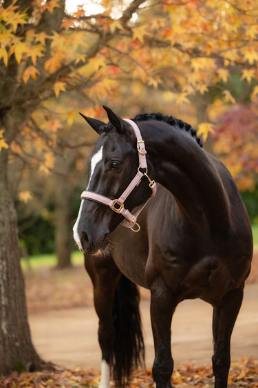 LeMieux Wild Rose Essence Headcollar Wild Rose| Online For Equine