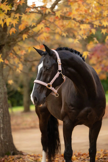 LeMieux Wild Rose Essence Headcollar Wild Rose| Online For Equine
