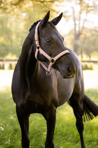 LeMieux Wild Rose Heritage Headcollar Wild Rose| Online For Equine