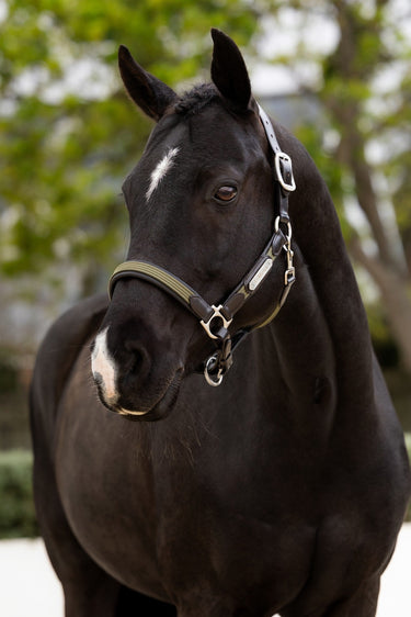 LeMieux Willow Green Capella Headcollar Willow Green| Online For Equine