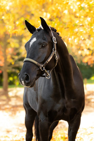 LeMieux Willow Green Capella Headcollar Willow Green| Online For Equine