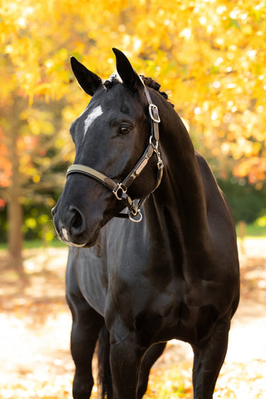 LeMieux Willow Green Capella Headcollar Willow Green| Online For Equine