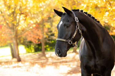 LeMieux Willow Green Capella Headcollar Willow Green| Online For Equine