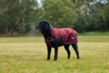 Buy Weatherbeeta Comfitec Premier Deluxe Waterproof Dog Coat Navy/Burgundy | Online for Equine
