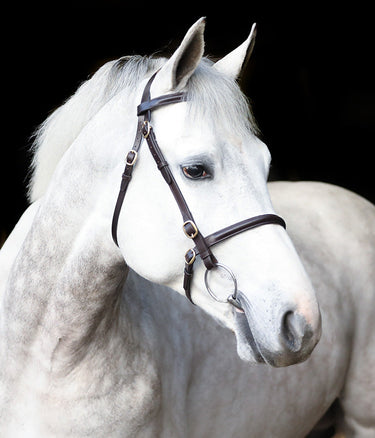 Buy Mackey Classic In-Hand Bridle | Online for Equine