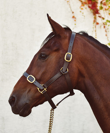 Buy Mackey Classic Leather Headcollar | Online for Equine
