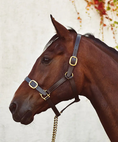 Buy Mackey Classic Leather Headcollar | Online for Equine