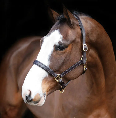 Buy Mackey Legend Helios Leather Headcollar | Online for Equine